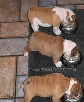 English bulldog puppies